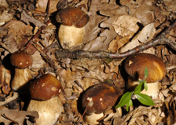 Schwarzhütiger Steinpilz (Boletus aereus) - © Heinz  Prelicz